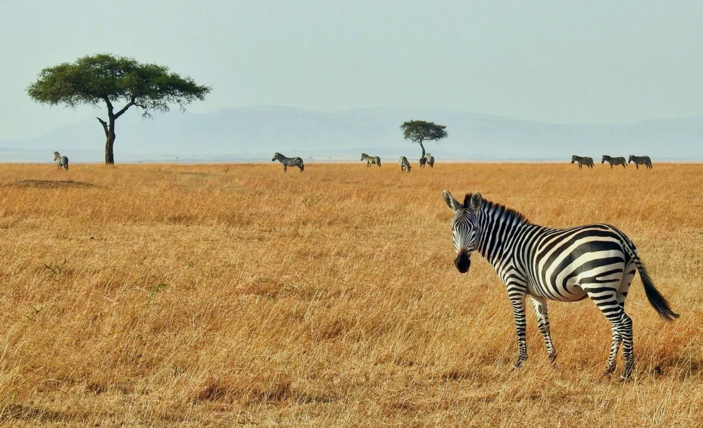 safari